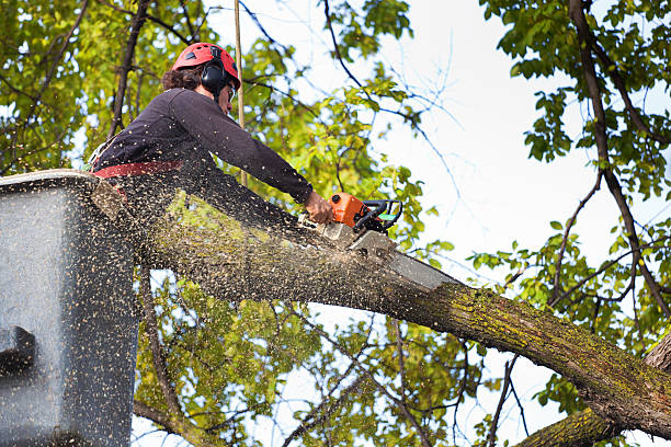 The Steps Involved in Our Tree Care Process in Leesport, PA